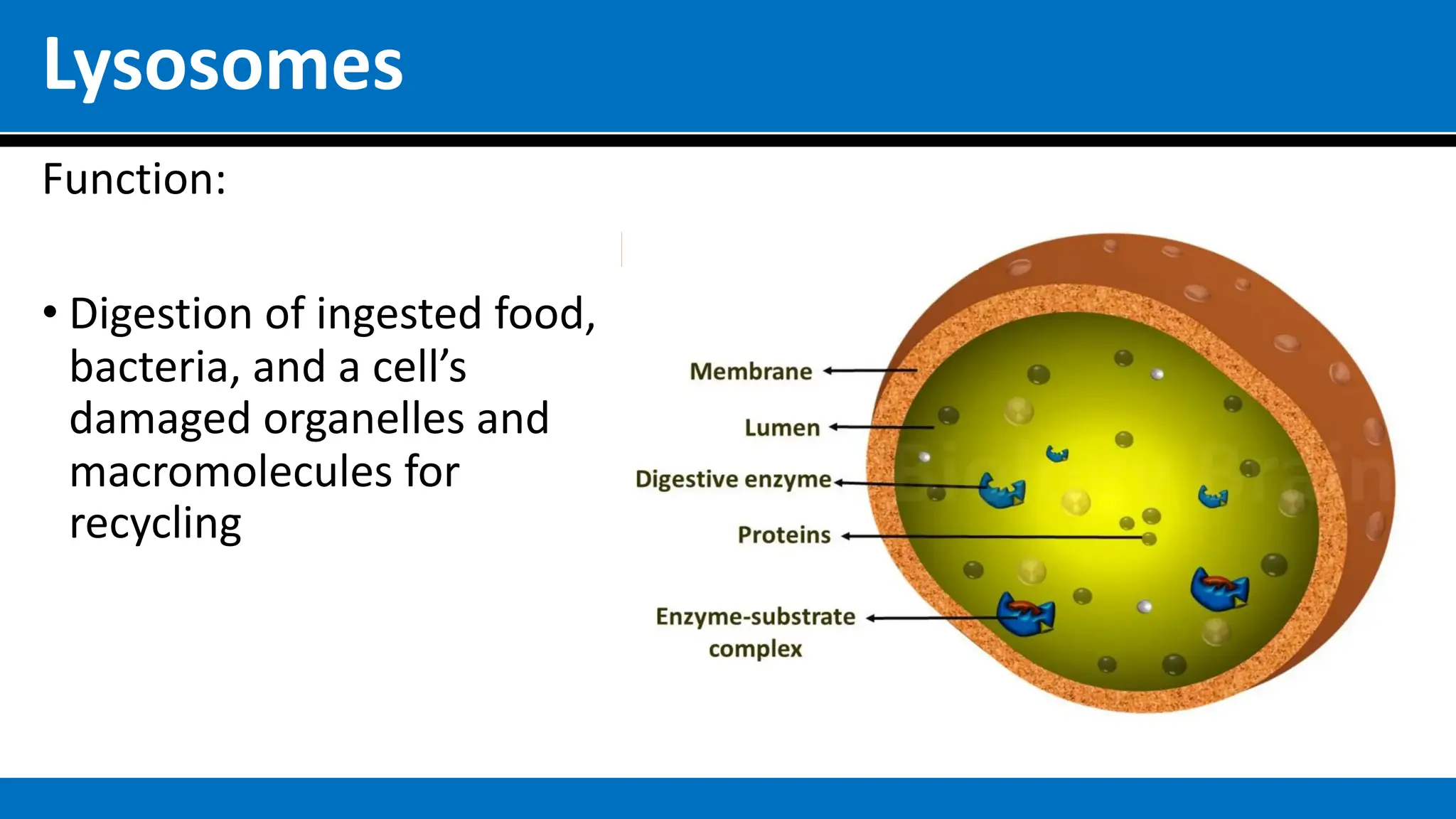 Lysosomes
Function:
• Digestion of ingested food,
bacteria, and a cell’s
damaged organelles and
macromolecules for
recycling
 