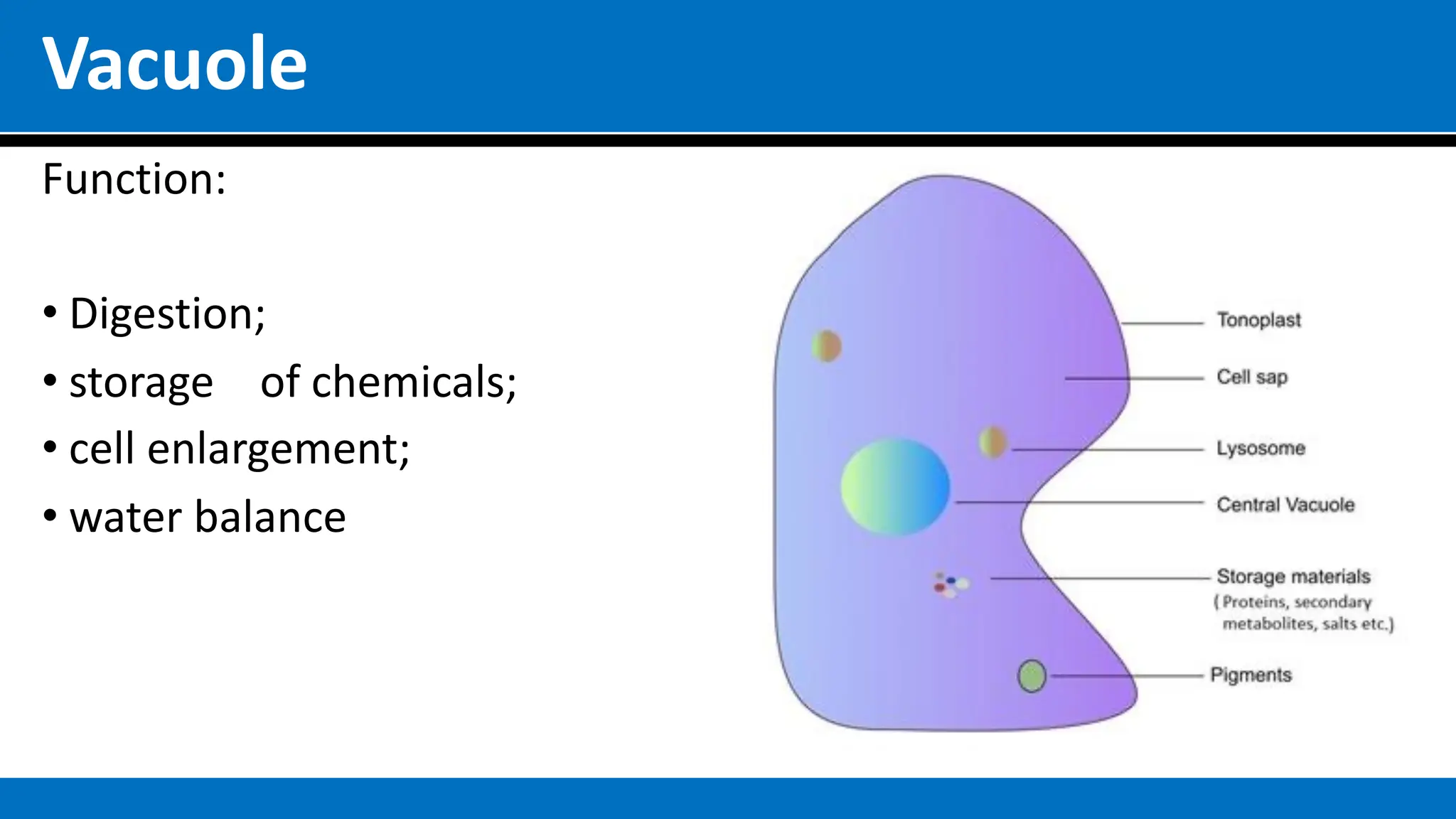 Vacuole
Function:
• Digestion;
• storage of chemicals;
• cell enlargement;
• water balance
 