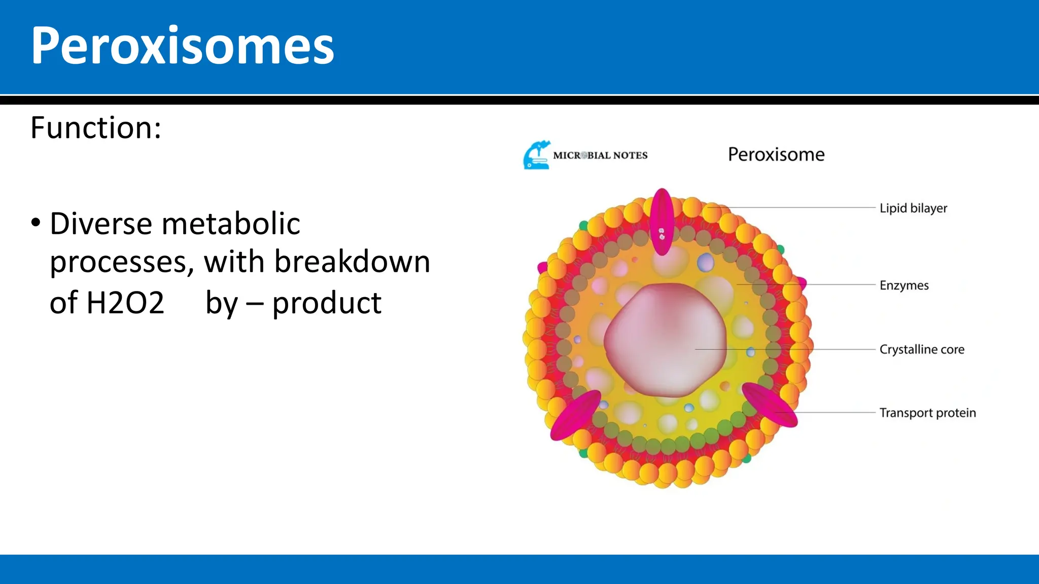 Peroxisomes
Function:
• Diverse metabolic
processes, with breakdown
of H2O2 by – product
 
