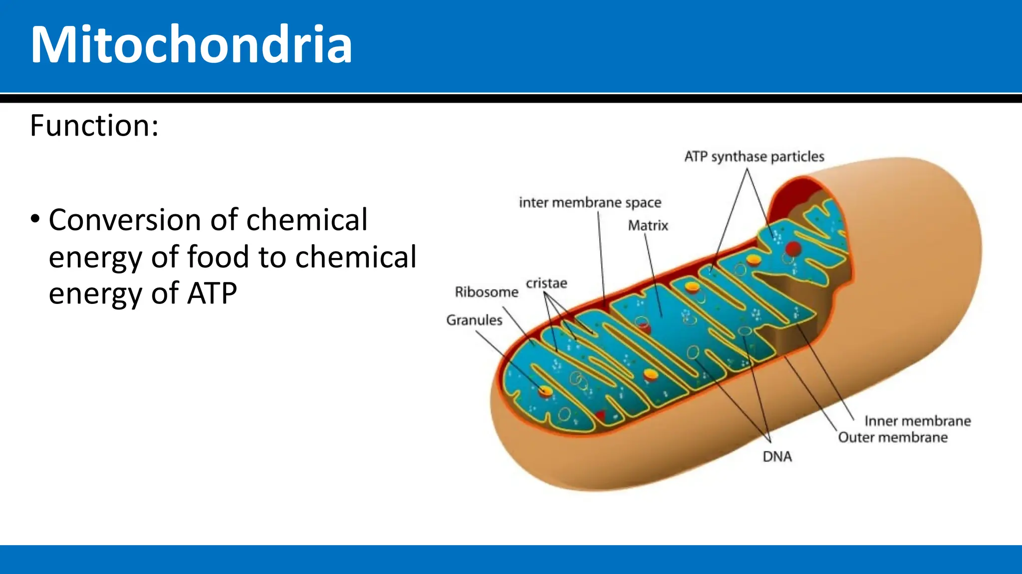Mitochondria
Function:
• Conversion of chemical
energy of food to chemical
energy of ATP
 