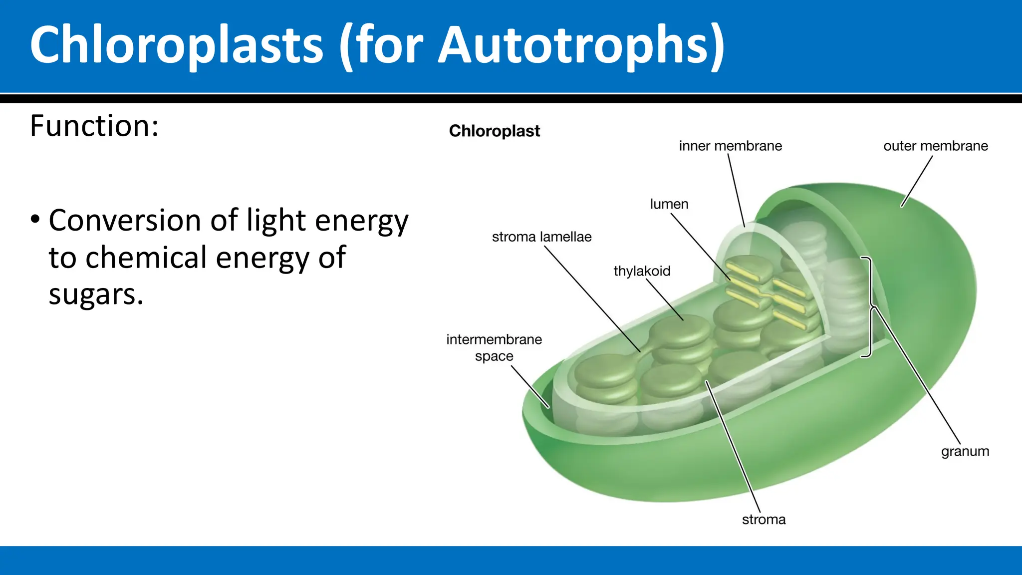 Chloroplasts (for Autotrophs)
Function:
• Conversion of light energy
to chemical energy of
sugars.
 