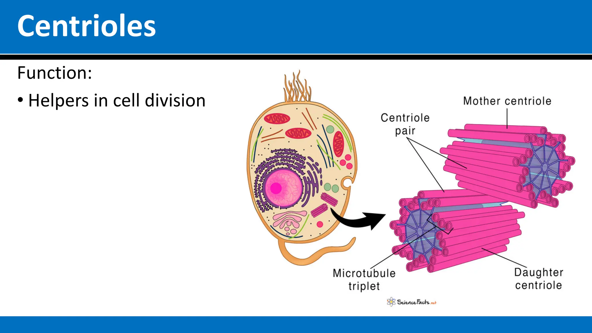 Centrioles
Function:
• Helpers in cell division
 