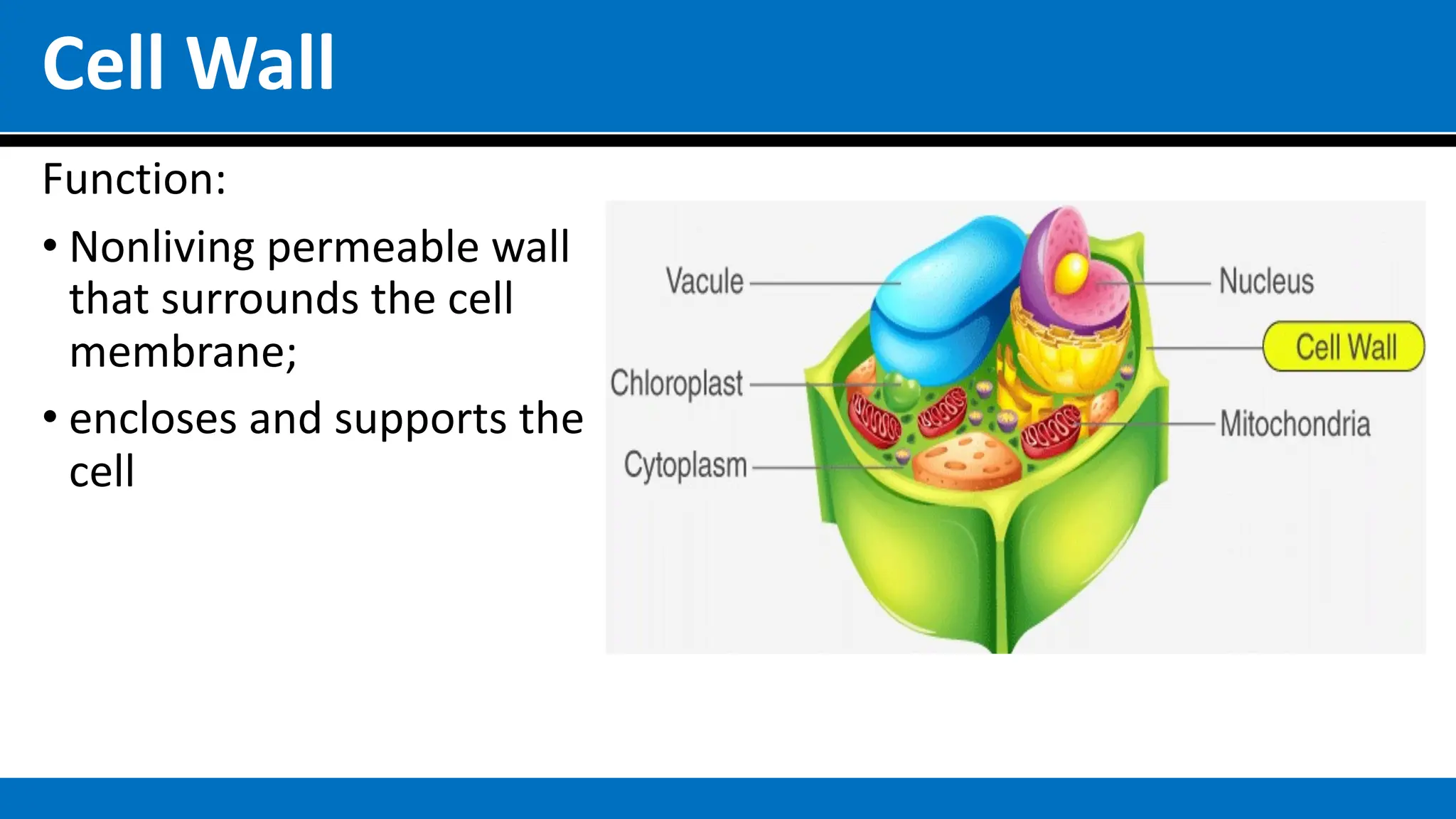 Cell Wall
Function:
• Nonliving permeable wall
that surrounds the cell
membrane;
• encloses and supports the
cell
 