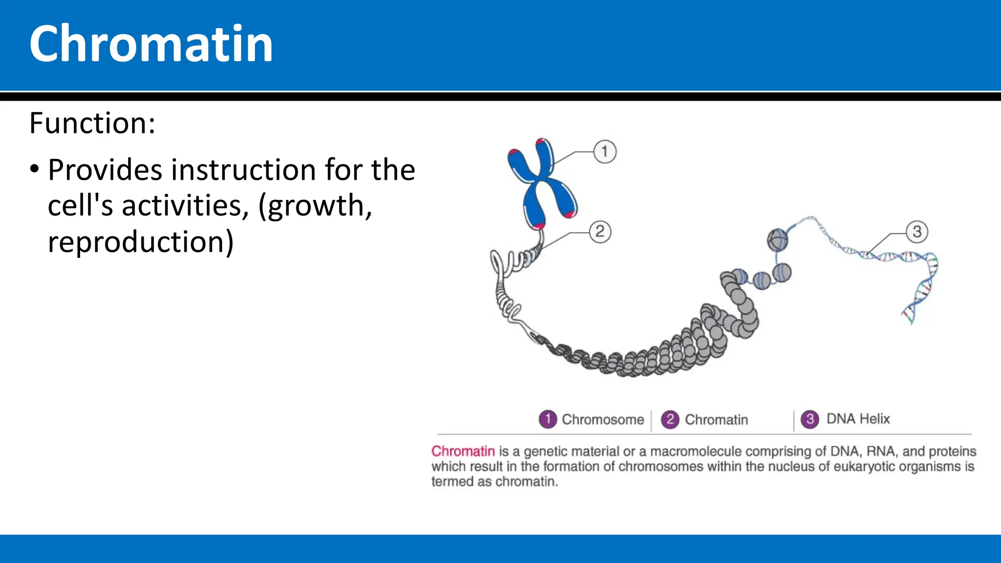 Chromatin
Function:
• Provides instruction for the
cell's activities, (growth,
reproduction)
 