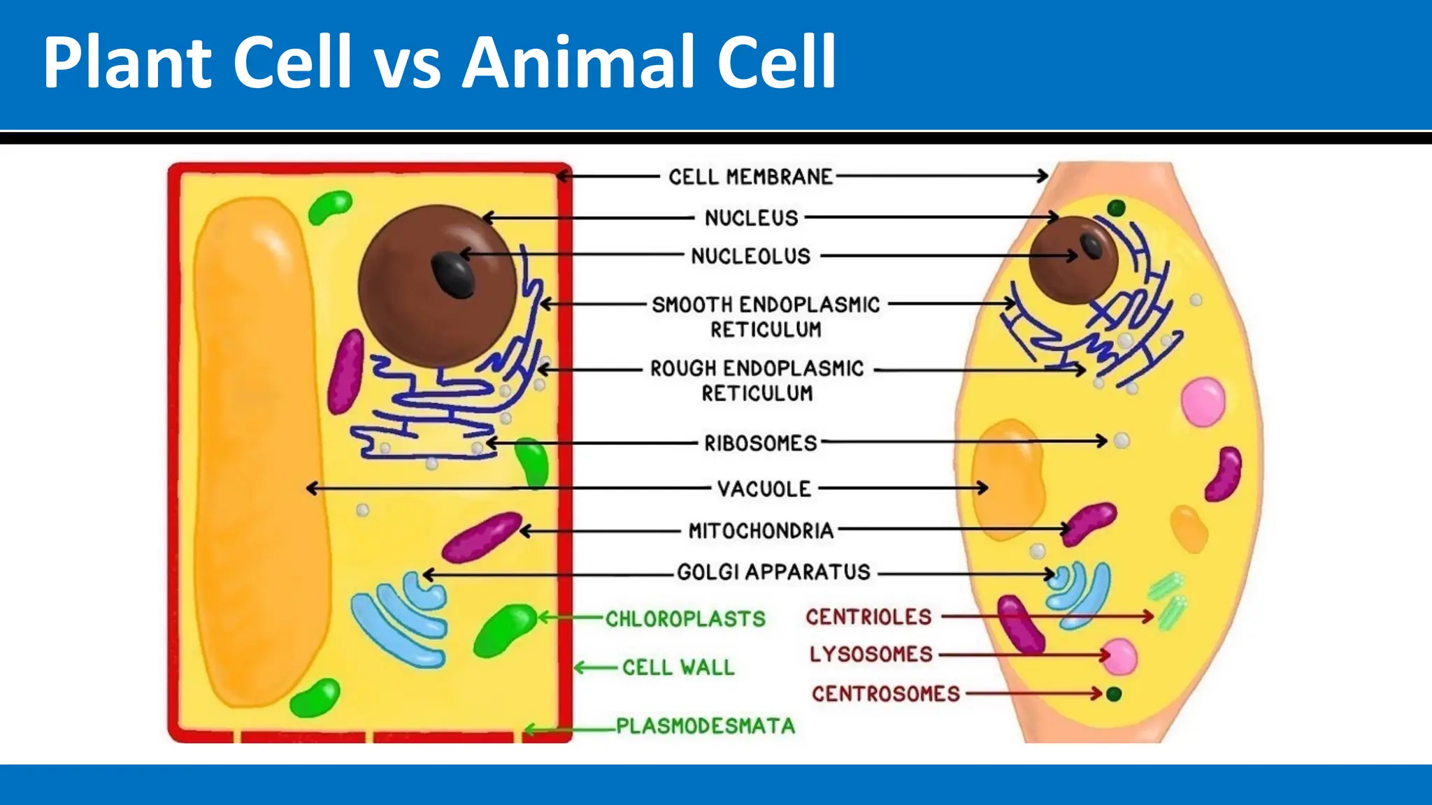 Plant Cell vs Animal Cell
 