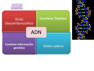 Ácido
Desoxiribonucléico
Contiene Tiamina
Contiene información
genética
Doble cadena
ADN
 
