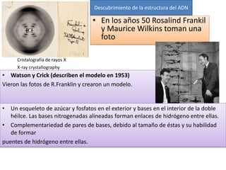 • En los años 50 Rosalind Frankil
y Maurice Wilkins toman una
foto
X-ray crystallography
• Watson y Crick (describen el modelo en 1953)
Vieron las fotos de R.Franklin y crearon un modelo.
Descubrimiento de la estructura del ADN
Cristalografía de rayos X
• Un esqueleto de azúcar y fosfatos en el exterior y bases en el interior de la doble
héilce. Las bases nitrogenadas alineadas forman enlaces de hidrógeno entre ellas.
• Complementariedad de pares de bases, debido al tamaño de éstas y su habilidad
de formar
puentes de hidrógeno entre ellas.
 