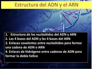 Estructura del ADN y el ARN
1. Estructura de los nucleótidos del ADN y ARN
2. Las 4 bases del ADN y las 4 bases del ARN
3. Enlaces covalentes entre nucleótidos para formar
una cadena de ADN o ARN
4. Enlaces de hidrógeno entre cadenas de ADN para
formar la doble hélice
 