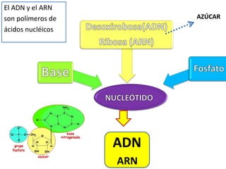 El ADN y el ARN
son polímeros de
ácidos nucléicos
AZÚCAR
ADN
ARN
 