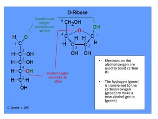 • Electrons on the
alcohol oxygen are
used to bond carbon
#1
• The hydrogen (green)
is transferred to the
carbonyl oxygen
(green) to make a
new alcohol group
(green)
 