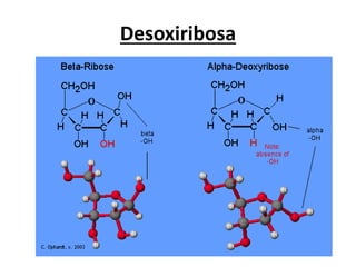 Desoxiribosa
 