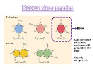 RNA
Cyclic nitrogen
containing
molecule with
properties of a
base.
Organic
compounds.
 