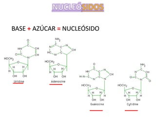 BASE + AZÚCAR = NUCLEÓSIDO
 