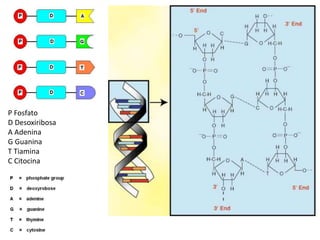 P Fosfato
D Desoxiribosa
A Adenina
G Guanina
T Tiamina
C Citocina
 