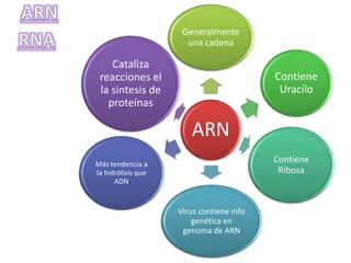 ARN
Generalmente
una cadena
Contiene
Uracílo
Contiene
Ribosa
Virus contiene info
genética en
genoma de ARN
Más tendencia a
la hidrólisis que
ADN
Cataliza
reacciones el
la sintesis de
proteínas
 