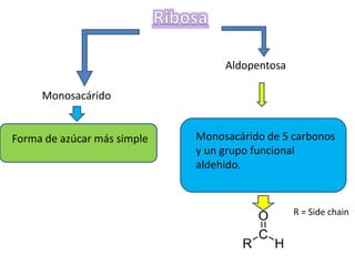 Aldopentosa
Forma de azúcar más simple Monosacárido de 5 carbonos
y un grupo funcional
aldehido.
Monosacárido
R = Side chain
 