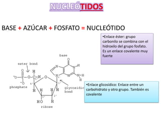 BASE + AZÚCAR + FOSFATO = NUCLEÓTIDO
•Enlace éster: grupo
carbonilo se combina con el
hidroxilo del grupo fosfato.
Es un enlace covalente muy
fuerte
•Enlace glicosídico: Enlace entre un
carbohidrato y otro grupo. También es
covalente
 