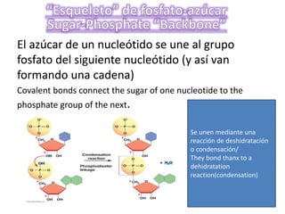 El azúcar de un nucleótido se une al grupo
fosfato del siguiente nucleótido (y así van
formando una cadena)
Covalent bonds connect the sugar of one nucleotide to the
phosphate group of the next.
Se unen mediante una
reacción de deshidratación
o condensación/
They bond thanx to a
dehidratation
reaction(condensation)
 