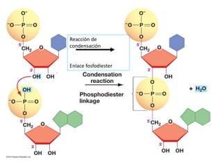 Reacción de
condensación
Enlace fosfodiester
 