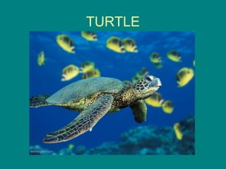TURTLE
 