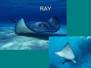 RAY
 