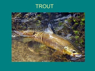 TROUT
 
