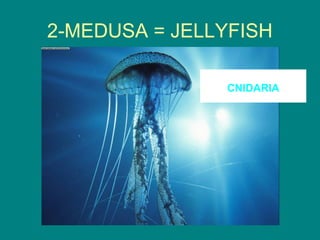 2-MEDUSA = JELLYFISH

               CNIDARIA
 