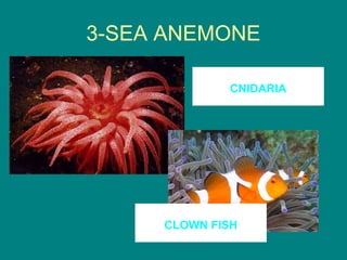 3-SEA ANEMONE

             CNIDARIA




     CLOWN FISH
 