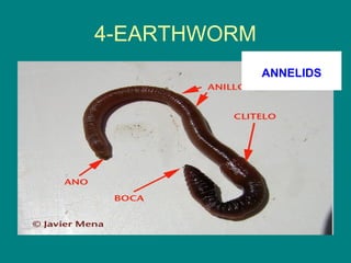 4-EARTHWORM
              ANNELIDS
 