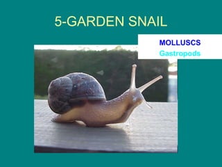 5-GARDEN SNAIL
            MOLLUSCS
            Gastropods
 