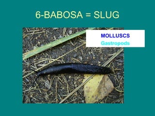 6-BABOSA = SLUG

           MOLLUSCS
           Gastropods
 