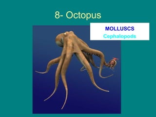 8- Octopus
             MOLLUSCS
             Cephalopods
 