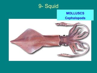 9- Squid
            MOLLUSCS
           Cephalopods
 