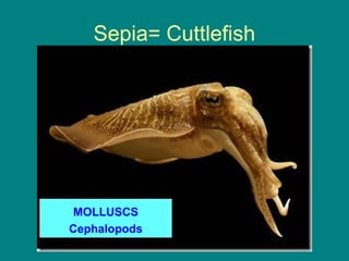 Sepia= Cuttlefish




MOLLUSCS
Cephalopods
 