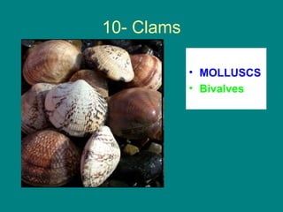 10- Clams

            • MOLLUSCS
            • Bivalves
 
