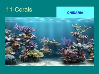 11-Corals   CNIDARIA
 