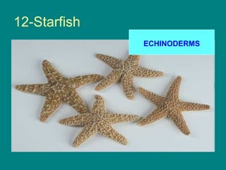 12-Starfish
              ECHINODERMS
 