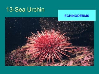 13-Sea Urchin
                ECHINODERMS
 