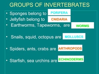 GROUPS OF INVERTEBRATES
• Sponges belong to PORIFERA
• Jellyfish belong to CNIDARIA
• Earthworms, Tapeworms, are         WORMS


• Snails, squid, octopus are    MOLLUSCS


• Spiders, ants, crabs are    ARTHROPODS


• Starfish, sea urchins are   ECHINODERMS
 