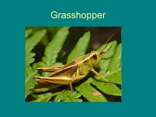 Grasshopper
 