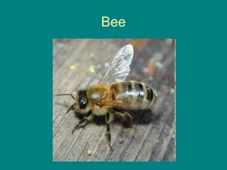 Bee
 