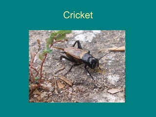 Cricket
 