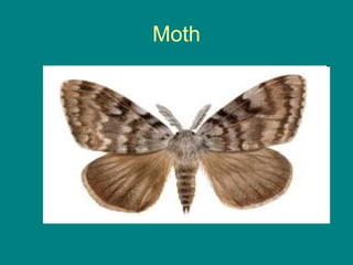 Moth
 