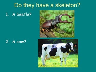 Do they have a skeleton?
1. A beetle?




2. A cow?
 