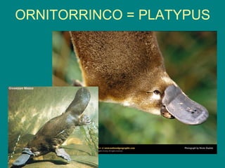 ORNITORRINCO = PLATYPUS
 