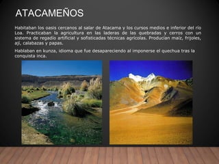 ATACAMEÑOS
Habitaban los oasis cercanos al salar de Atacama y los cursos medios e inferior del río
Loa. Practicaban la agricultura en las laderas de las quebradas y cerros con un
sistema de regadío artificial y sofisticadas técnicas agrícolas. Producían maíz, frijoles,
ají, calabazas y papas.
Hablaban en kunza, idioma que fue desapareciendo al imponerse el quechua tras la
conquista inca.
 