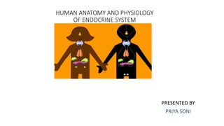 HUMAN ANATOMY AND PHYSIOLOGY
OF ENDOCRINE SYSTEM
PRESENTED BY
PRIYA SONI
 