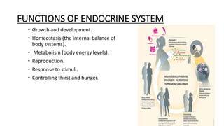 Hunger System endocrine system | PPTX