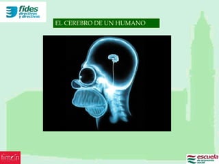 EL CEREBRO DE UN HUMANO
 