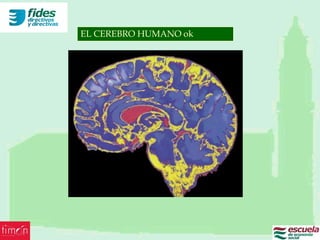 EL CEREBRO HUMANO ok
 